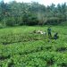 Sambut IdulFitri, PLN dan Kelompok Tani Nubahaeraka Siapkan Panen Bersama dan Perkuat Program CSR Berbasis Pertanian