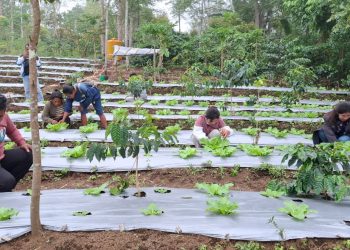 Inisiatif Kelompok Tani Binaan PLN UIP Nusra: Poco Leok Menuju Lumbung Sayur