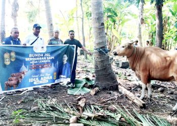Julie Sutrisno Laiskodat Bagikan 16 Hewan Qurban. Kabupaten Lembata Kebagian 2 Ekor Sapi.