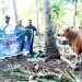 Julie Sutrisno Laiskodat Bagikan 16 Hewan Qurban. Kabupaten Lembata Kebagian 2 Ekor Sapi.