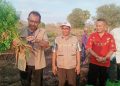 Kabar Baik dari Nuhalolon, Bupati Anton Doni Panen Wortel, Kagum Lihat Hasil Pertanian