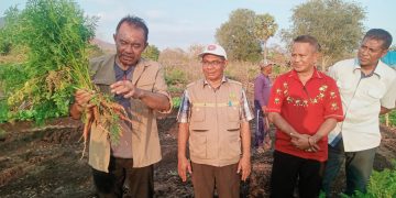 Kabar Baik dari Nuhalolon, Bupati Anton Doni Panen Wortel, Kagum Lihat Hasil Pertanian