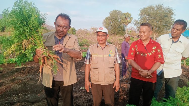 Kabar Baik dari Nuhalolon, Bupati Anton Doni Panen Wortel, Kagum Lihat Hasil Pertanian