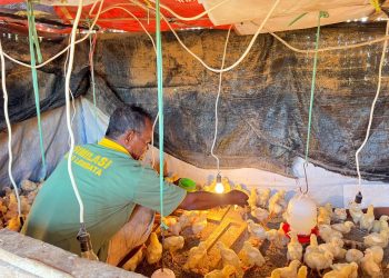 Lewat Program Asimilasi, Lapas Kelas III Lembata Bekali WBP Keterampilan Produktif